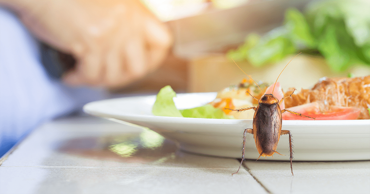 Tips to Keep Pests Out of Your Home